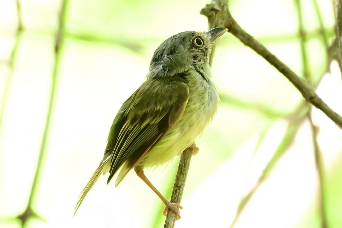 Northern Bentbill - ML641202041
