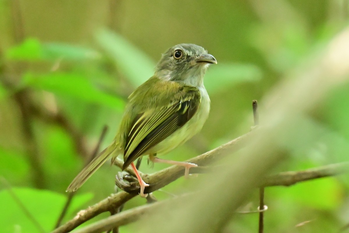 Northern Bentbill - ML641202042