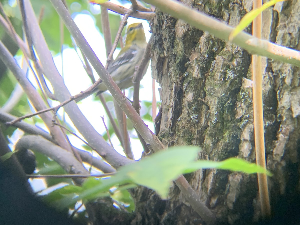 Black-throated Green Warbler - ML641202082