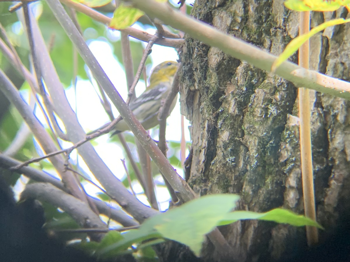 Black-throated Green Warbler - ML641202083
