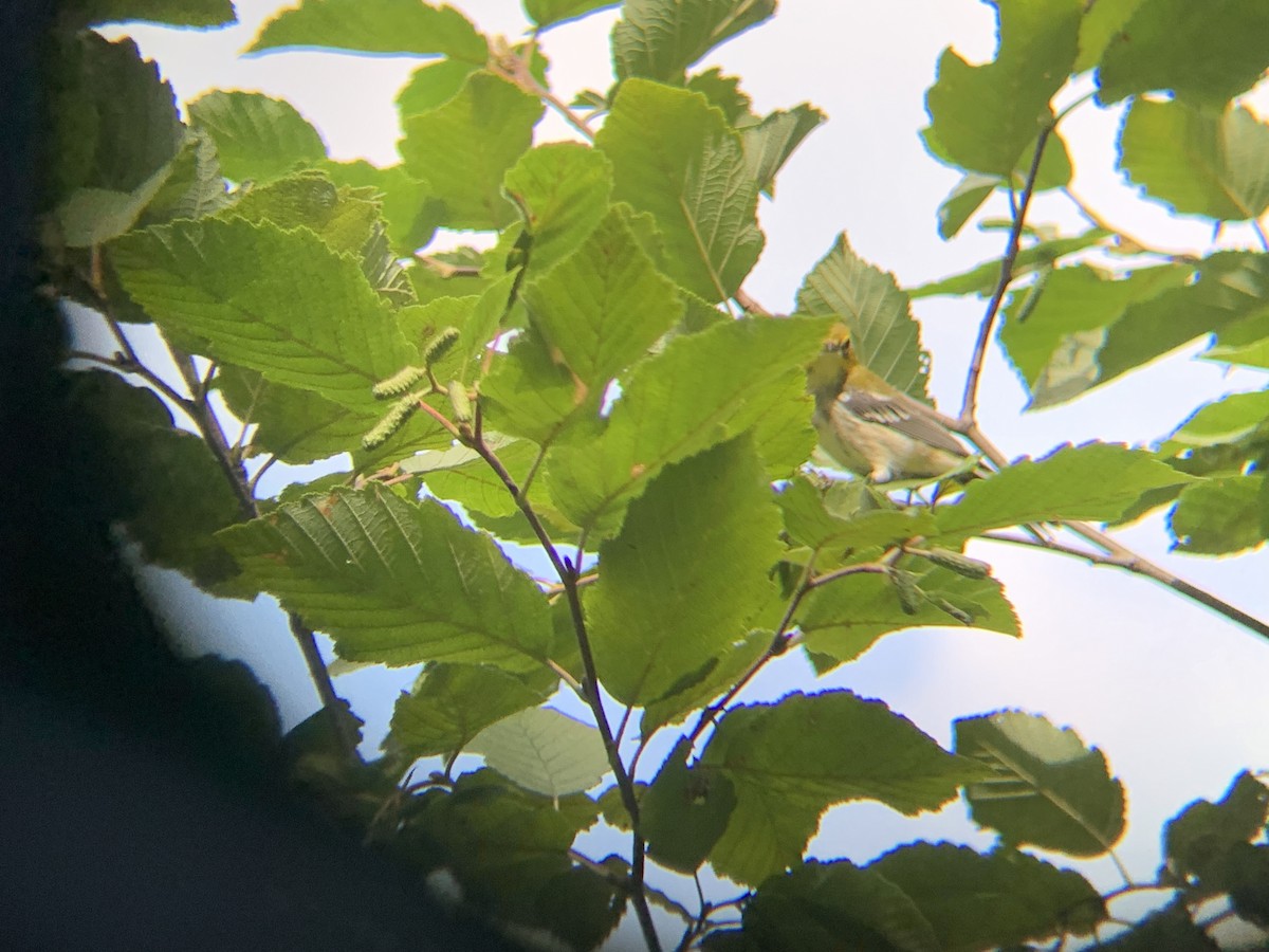 Black-throated Green Warbler - ML641202084