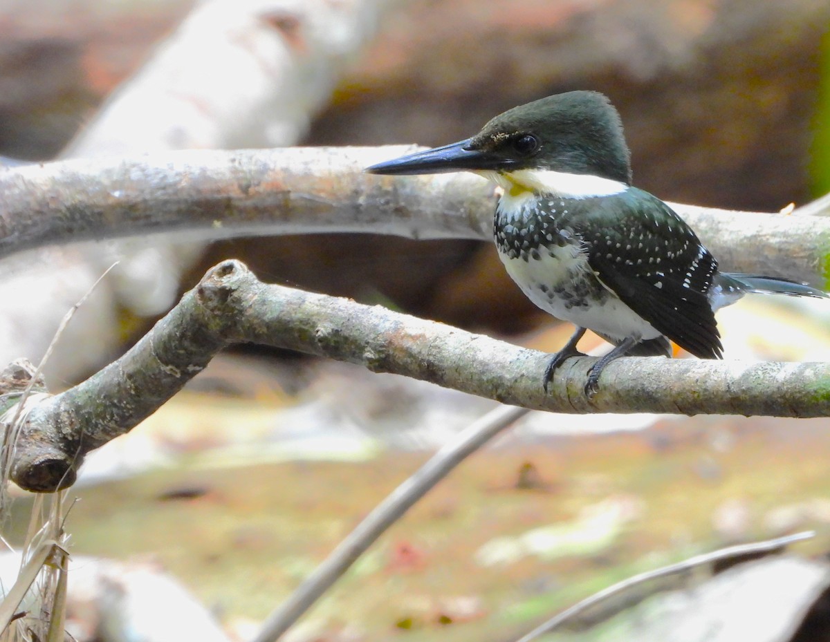 rybařík zelený - ML641202086