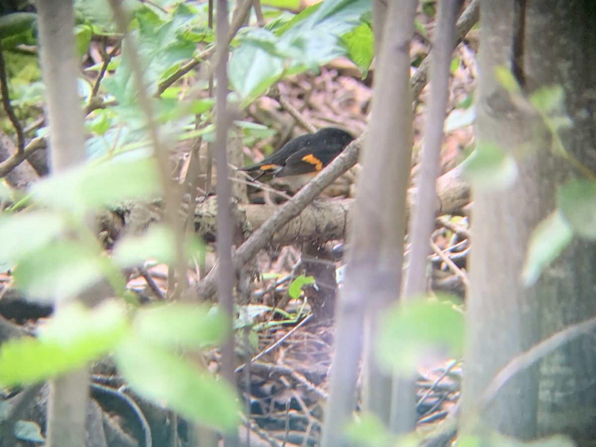 American Redstart - ML641202096
