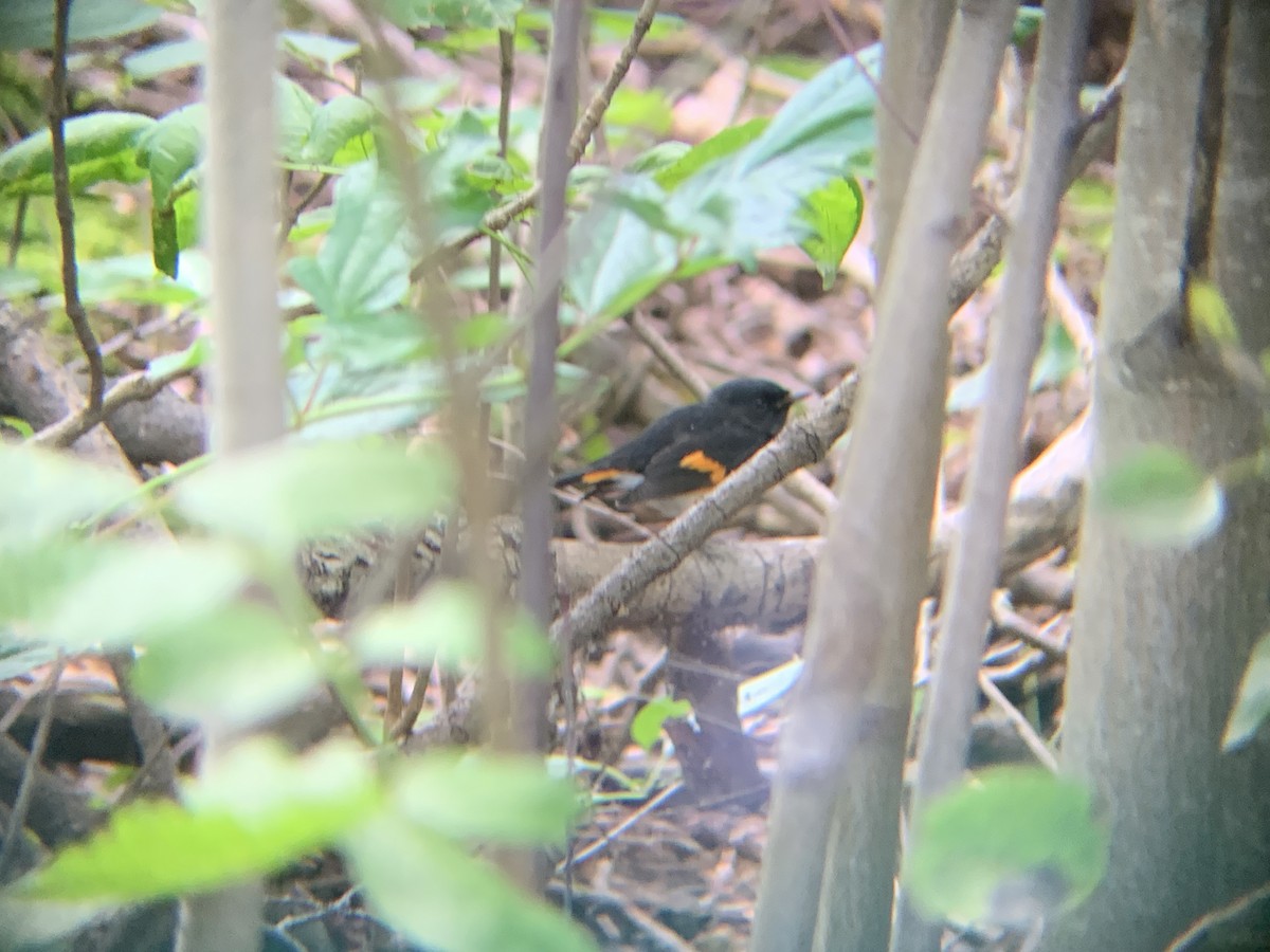 American Redstart - ML641202097