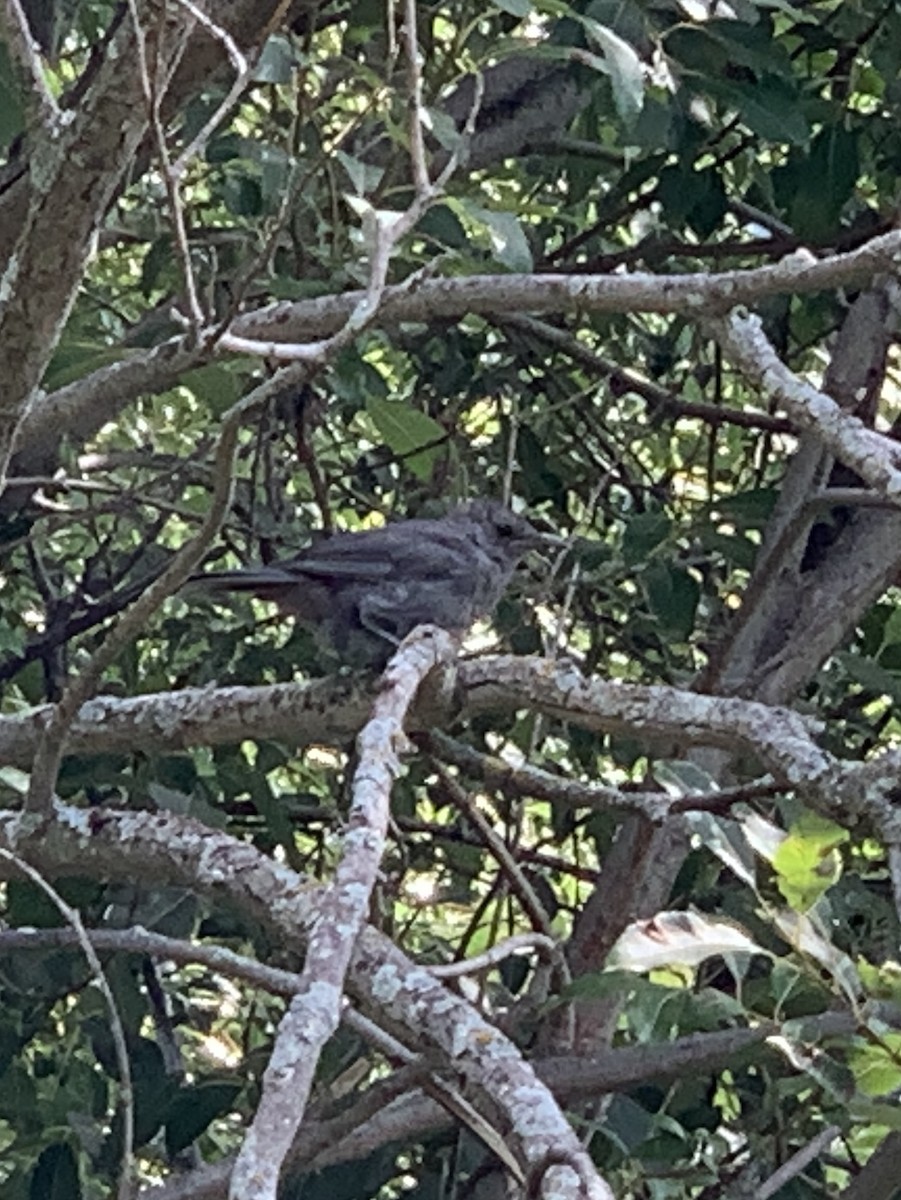 Gray Catbird - ML641202109