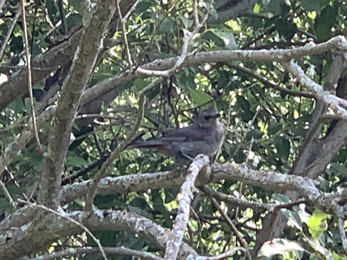 Gray Catbird - ML641202110