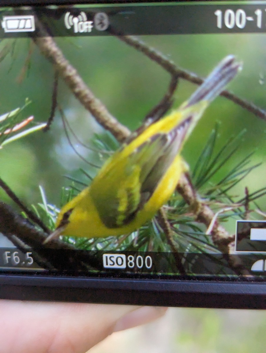 Golden-winged x Blue-winged Warbler (hybrid) - ML641202124