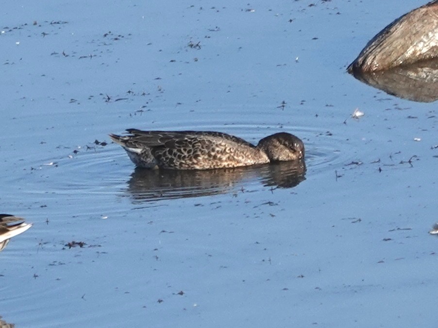 Green-winged Teal - ML641202131