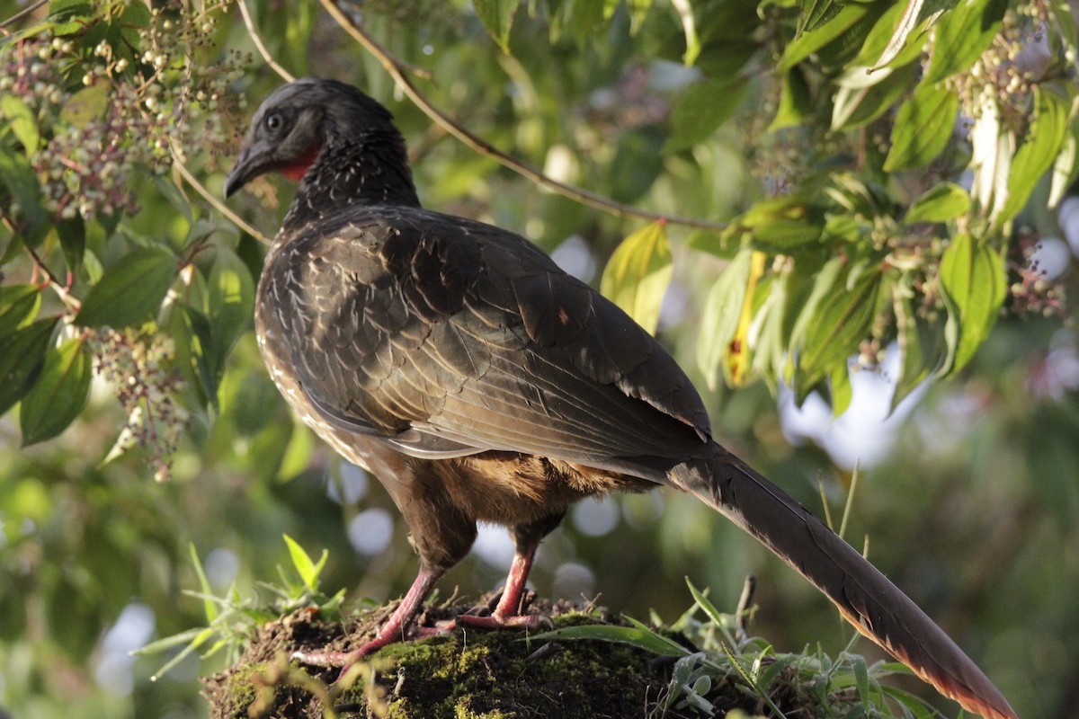Band-tailed Guan - ML641202134