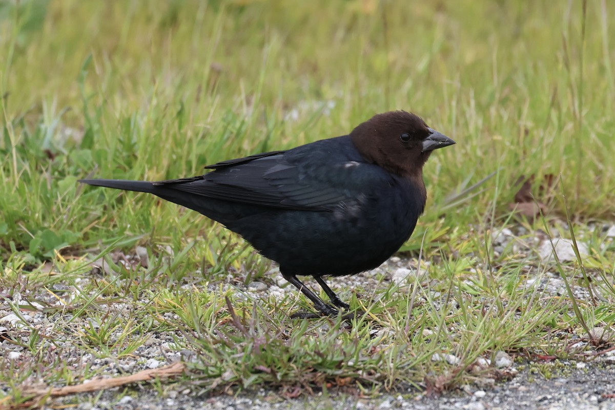 コウウチョウ - ML641202167