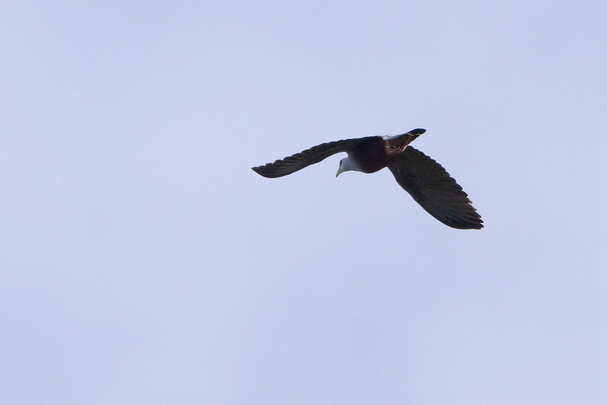 Pinon's Imperial-Pigeon (Gray-headed) - ML641202168