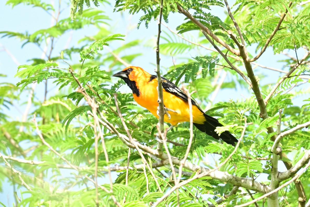Altamira Oriole - ML641202239