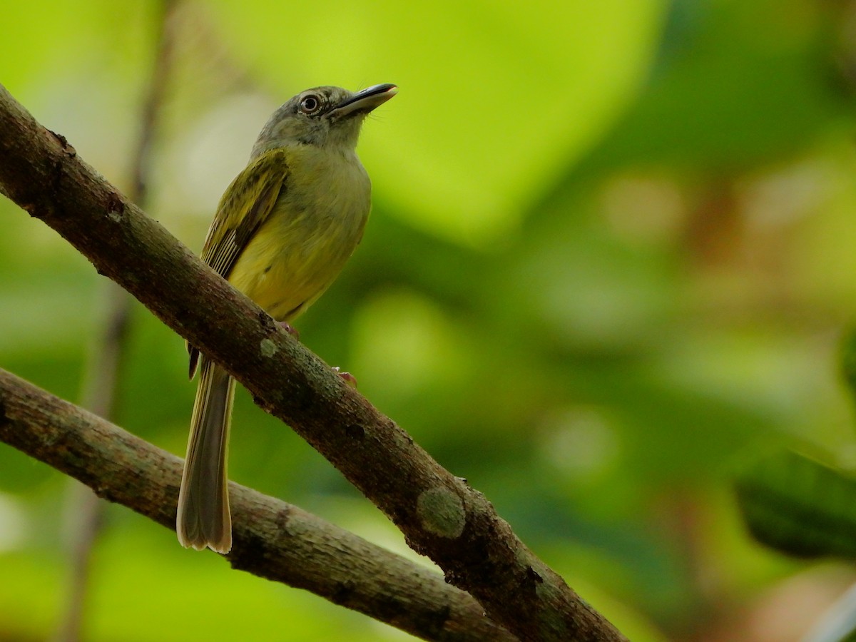 Yellow-olive Flatbill - ML641202241