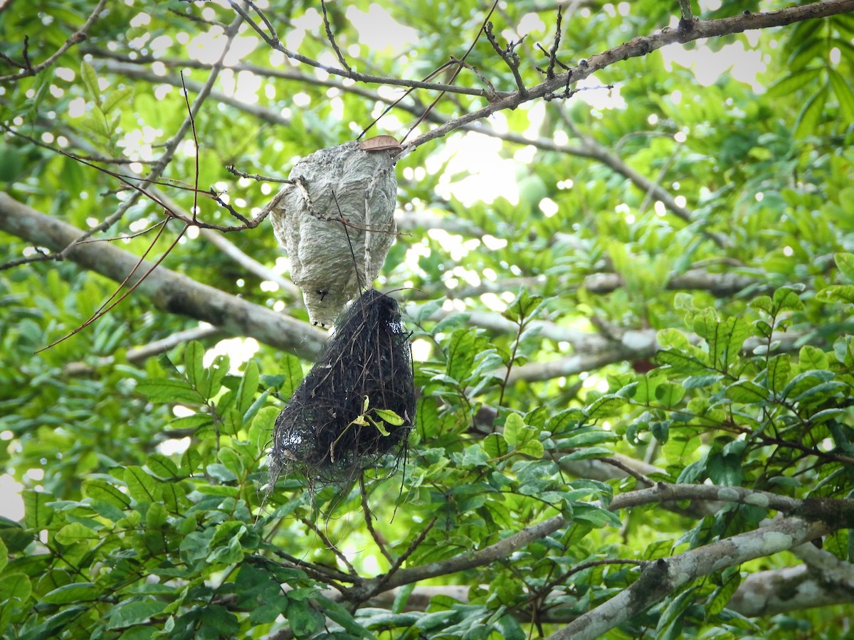 Yellow-olive Flatbill - ML641202242