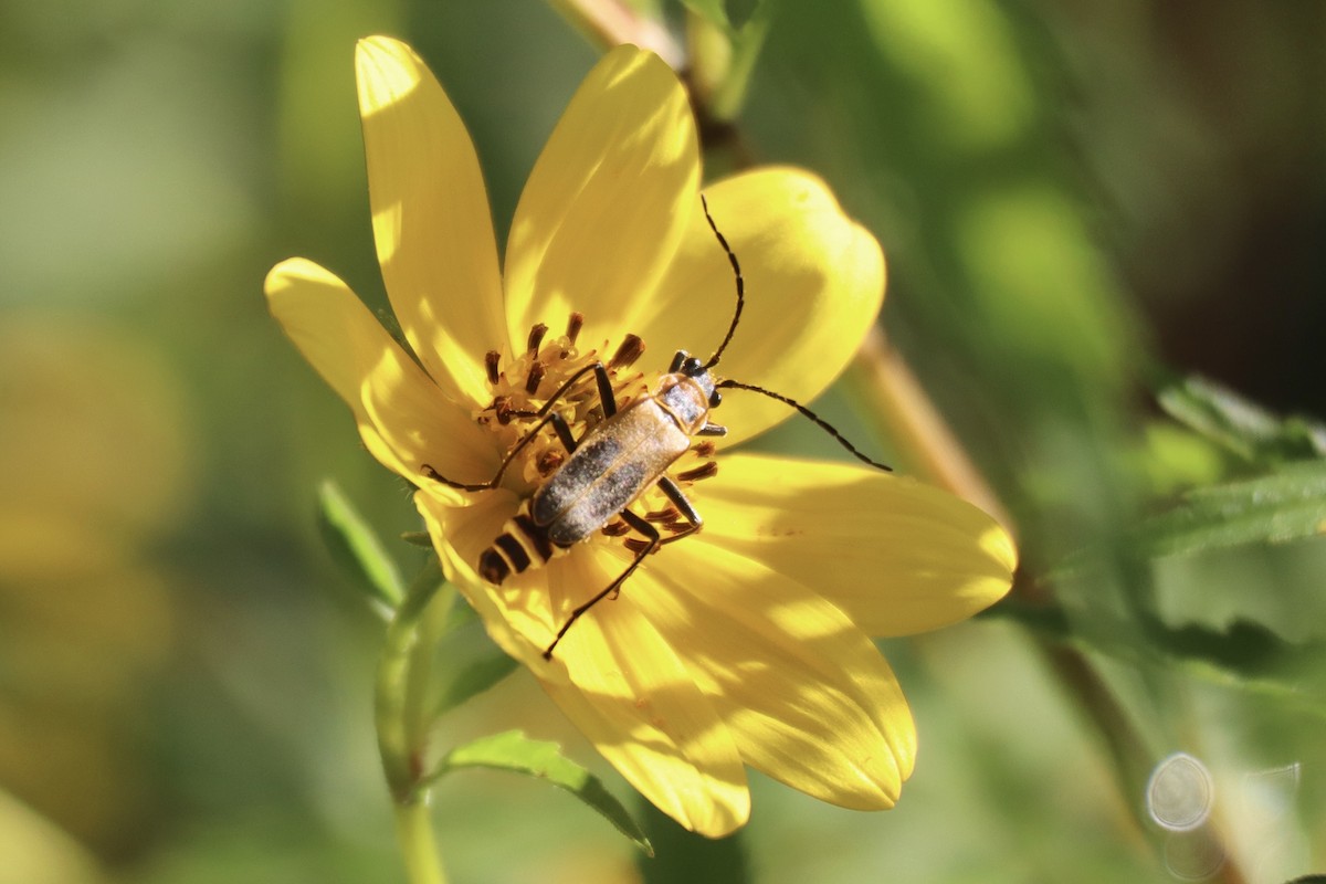 Goldenrod Soldier Beetle - ML641202249
