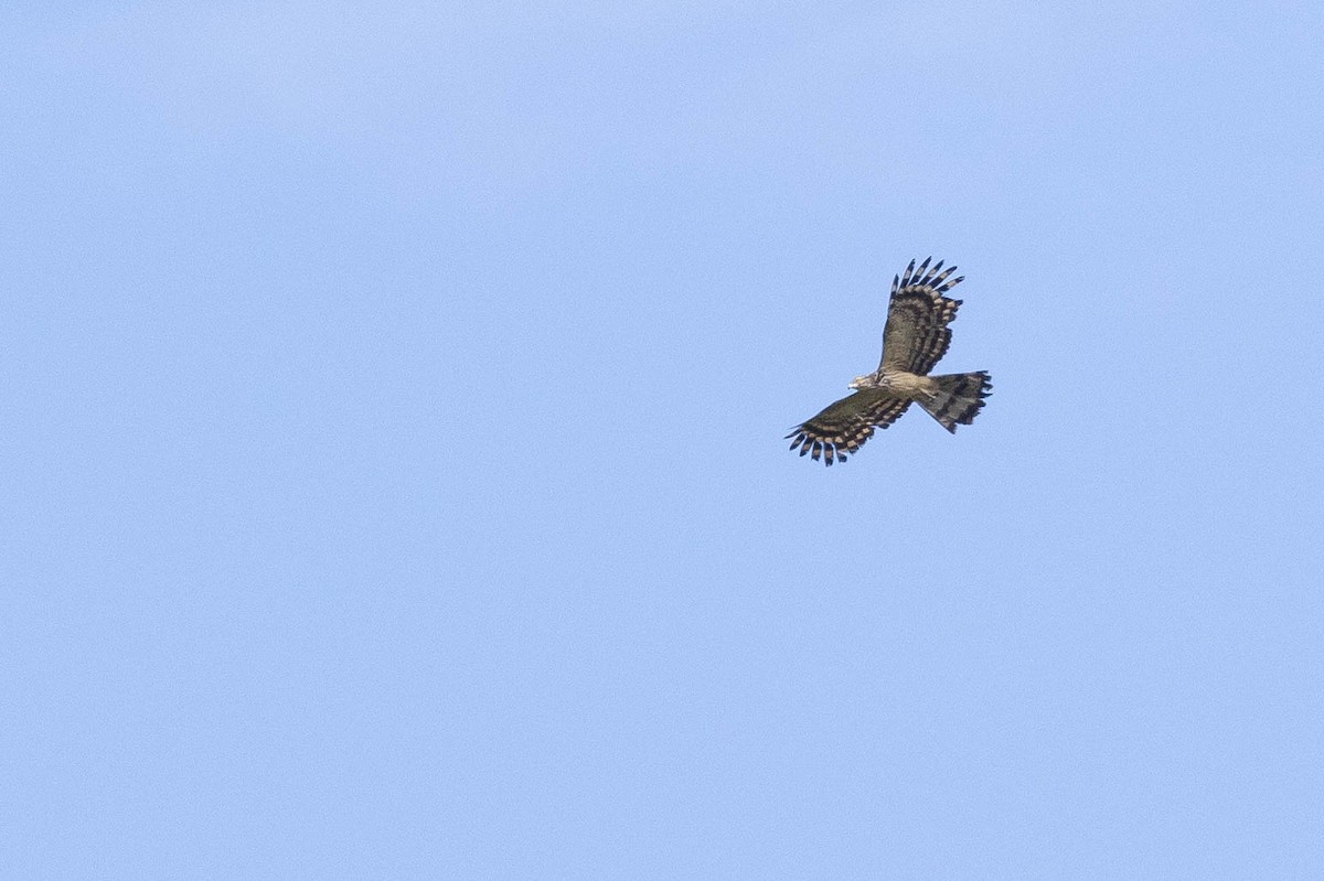 Long-tailed Honey-buzzard - ML641202279