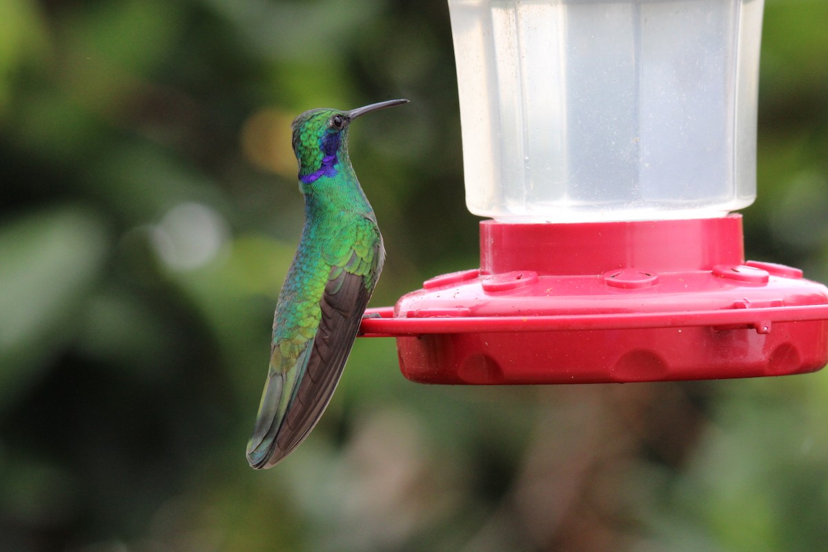 Sparkling Violetear - ML641202338