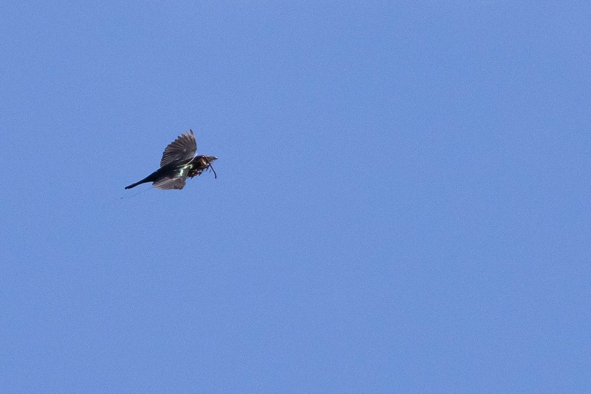 Metallic Starling - ML641202370