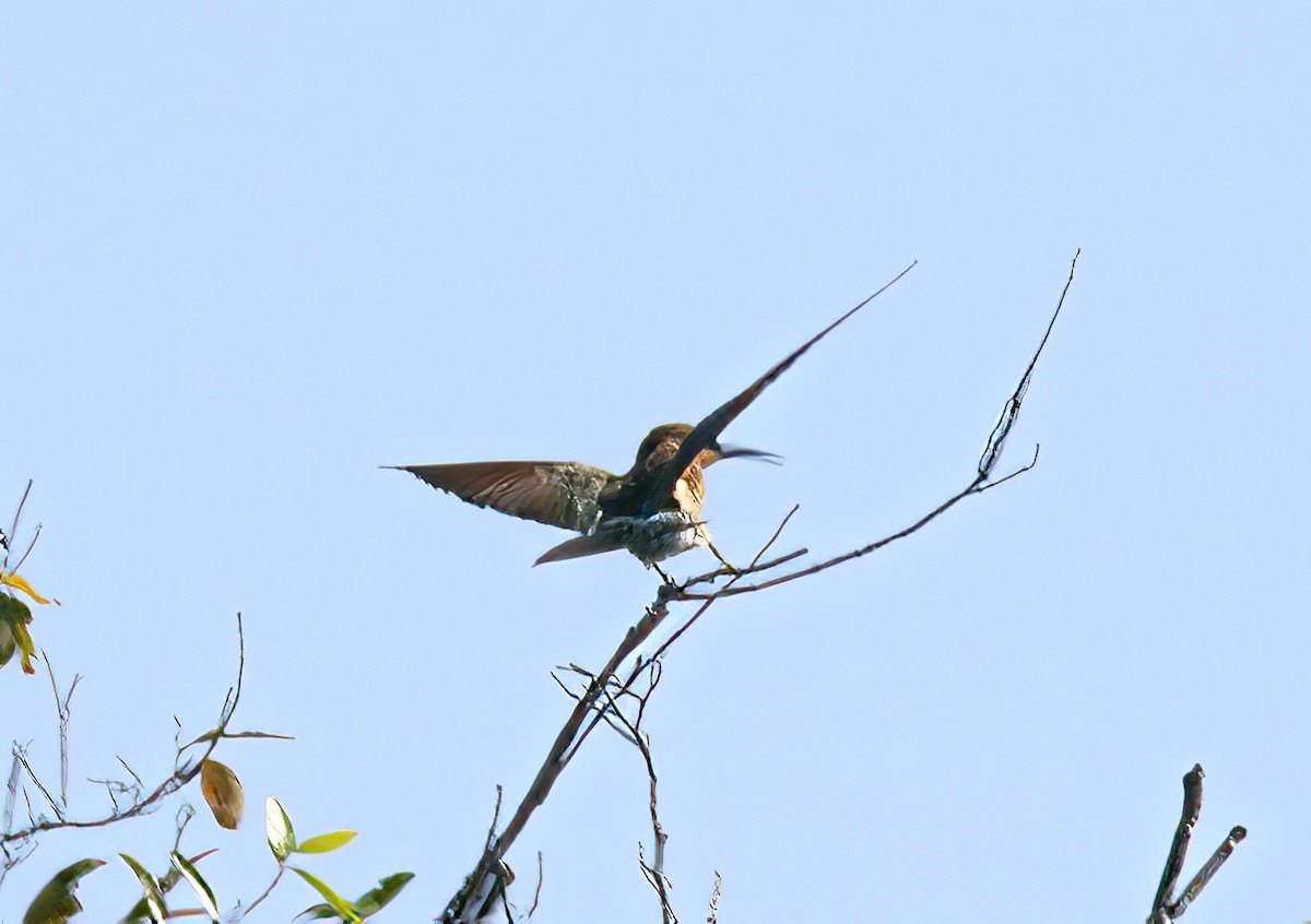 Blue-throated Bee-eater - ML641202384