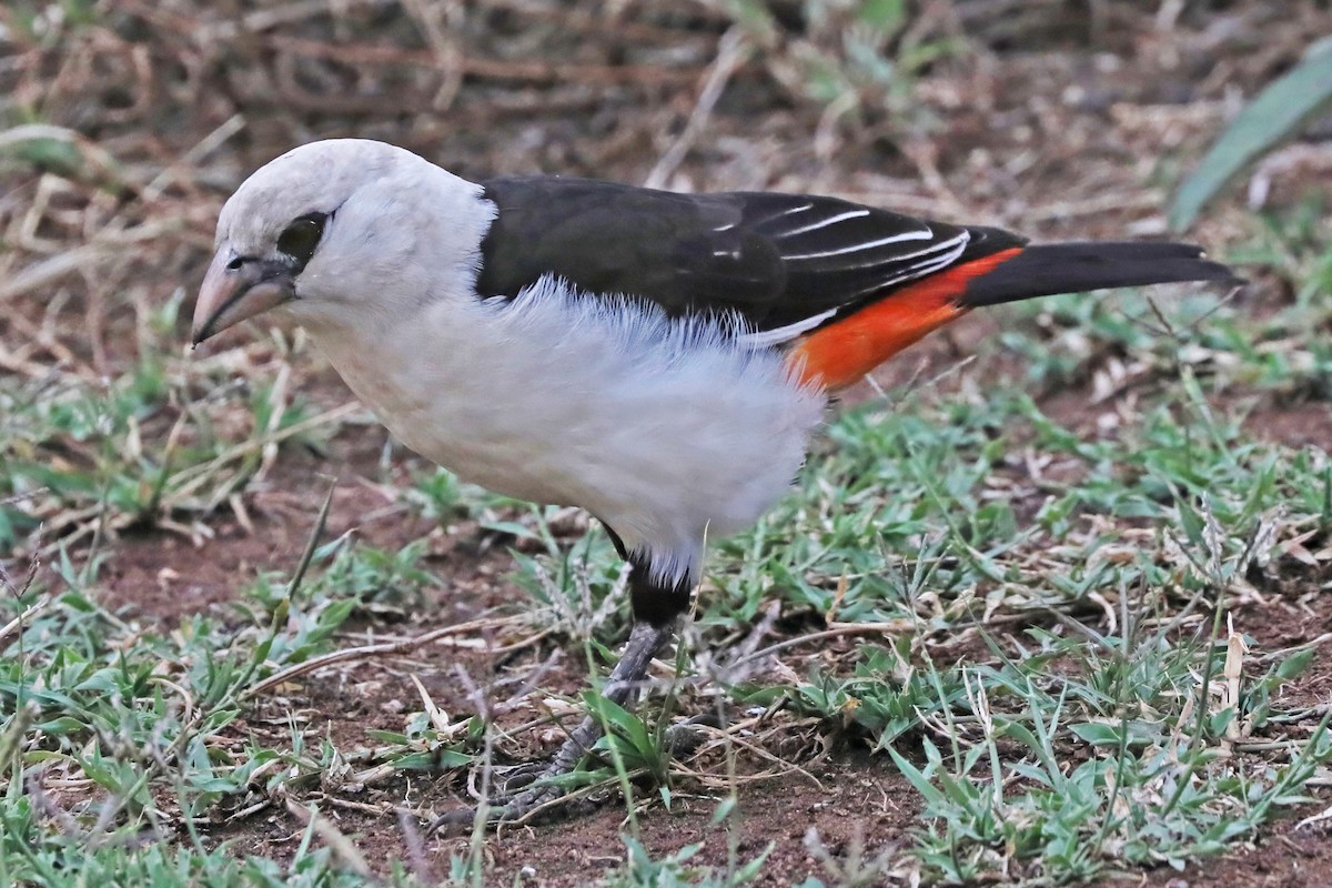 White-headed Buffalo-Weaver - ML641202405