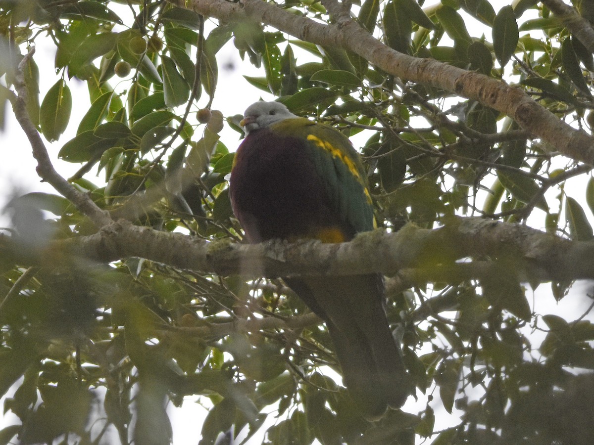 Wompoo Fruit-Dove - ML641202410