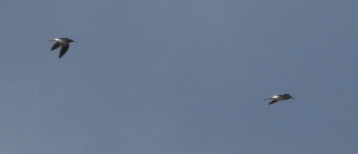 Lesser Yellowlegs - ML641202412