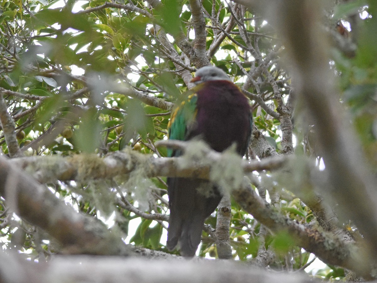 Wompoo Fruit-Dove - ML641202413