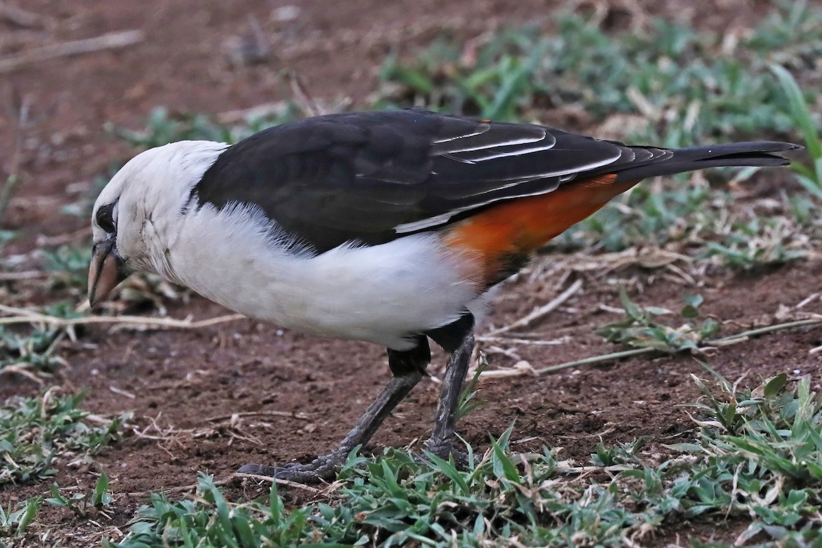 White-headed Buffalo-Weaver - ML641202416