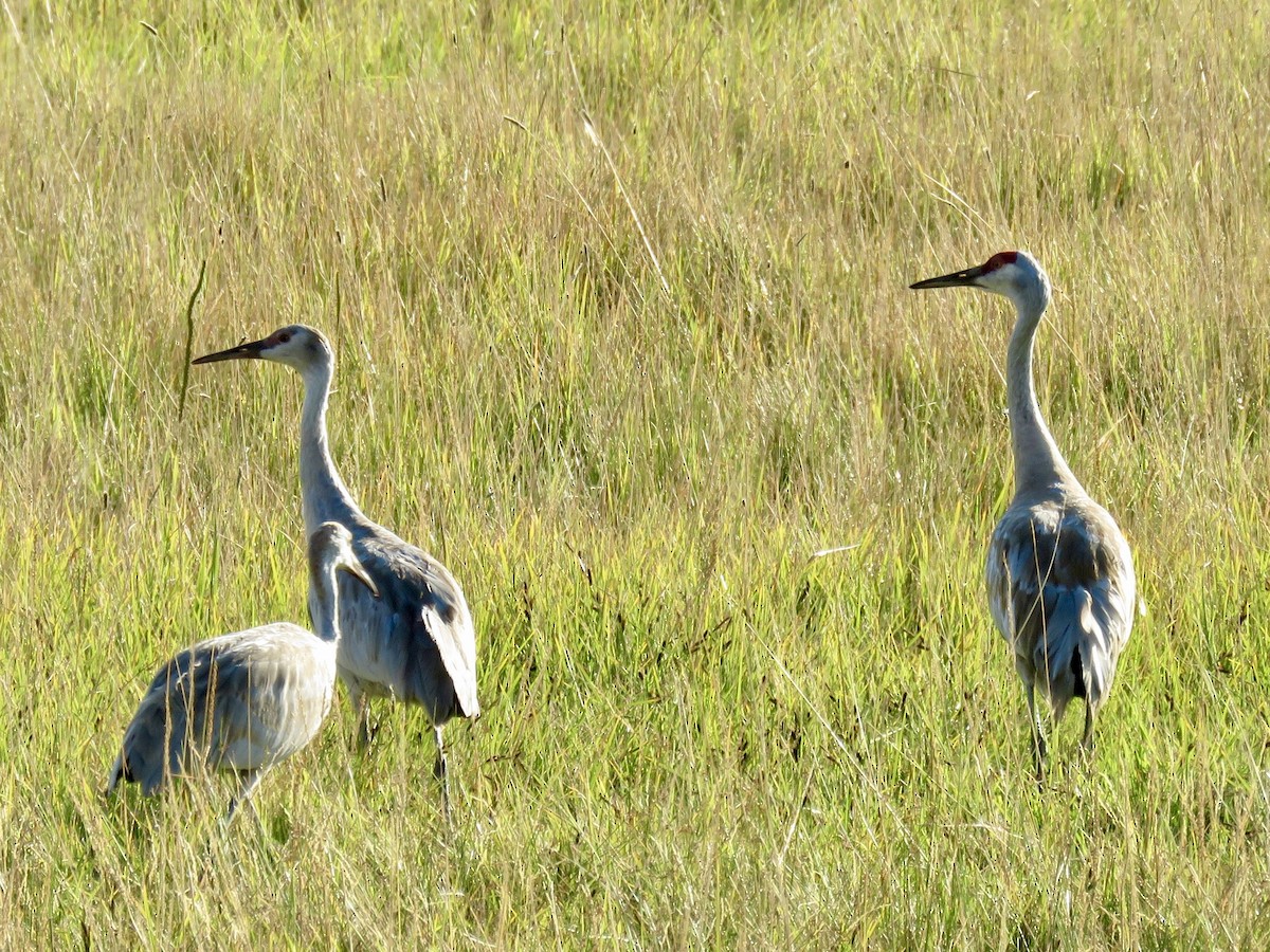 Sandhill Crane - ML641202417