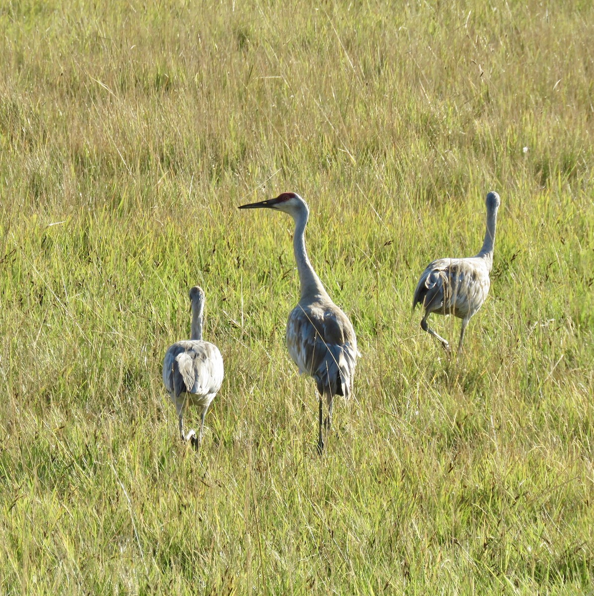 Sandhill Crane - ML641202418