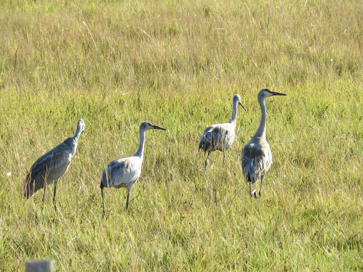 Sandhill Crane - ML641202419