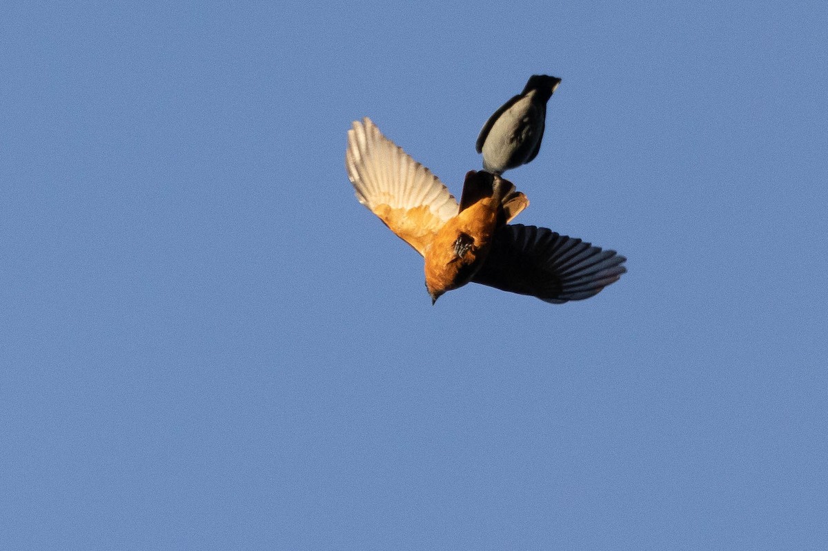 Gray-headed Cicadabird - ML641202444