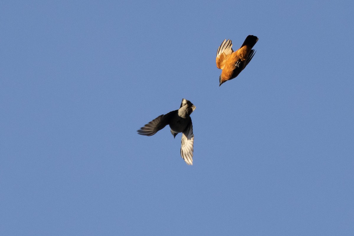 Gray-headed Cicadabird - ML641202447