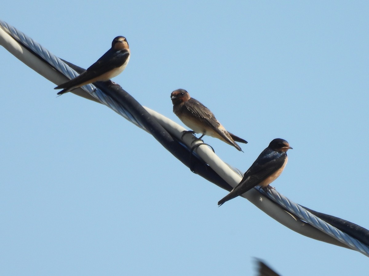 Cliff Swallow - ML641202459