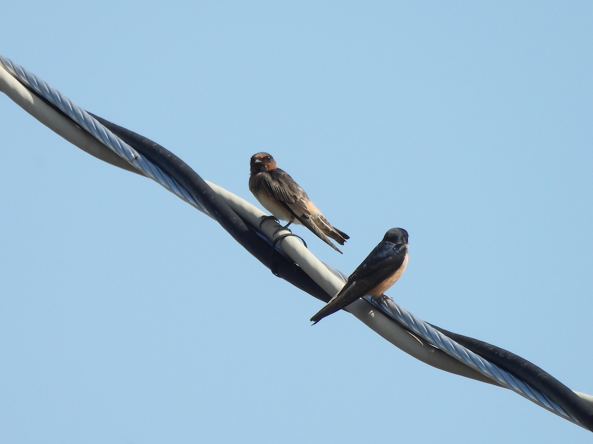 Cliff Swallow - ML641202465