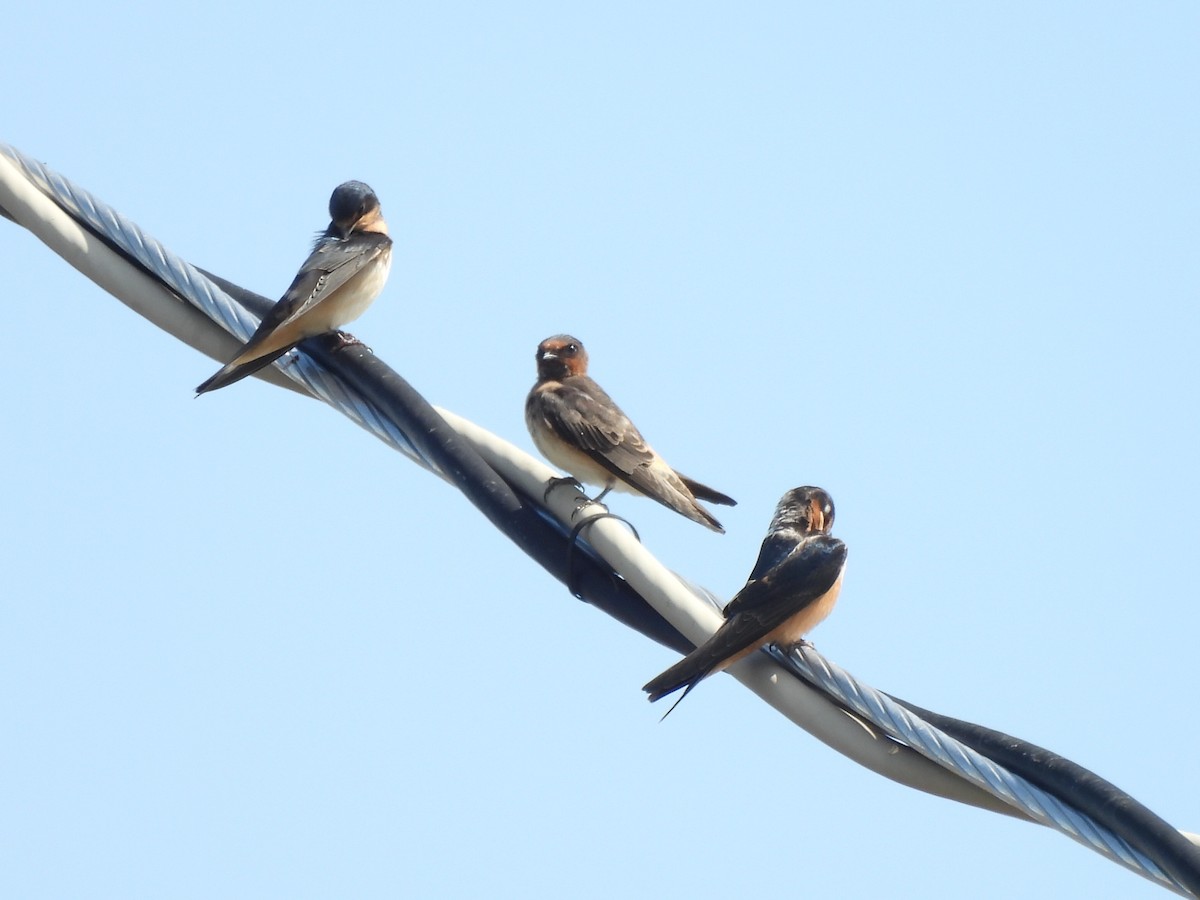 Cliff Swallow - ML641202470