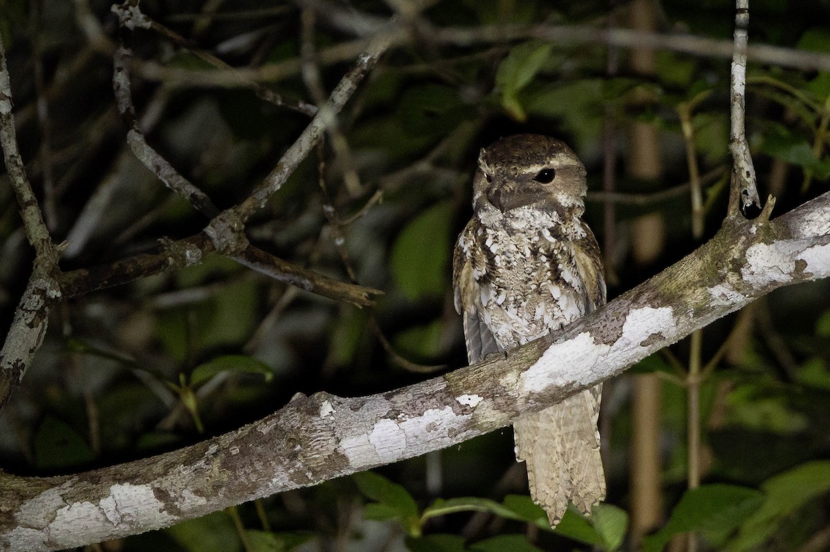 Yazılı Kocaağız [ocellatus grubu] - ML641202474