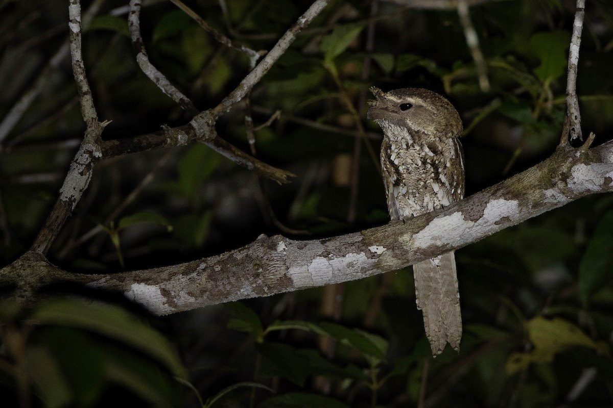 Yazılı Kocaağız [ocellatus grubu] - ML641202484