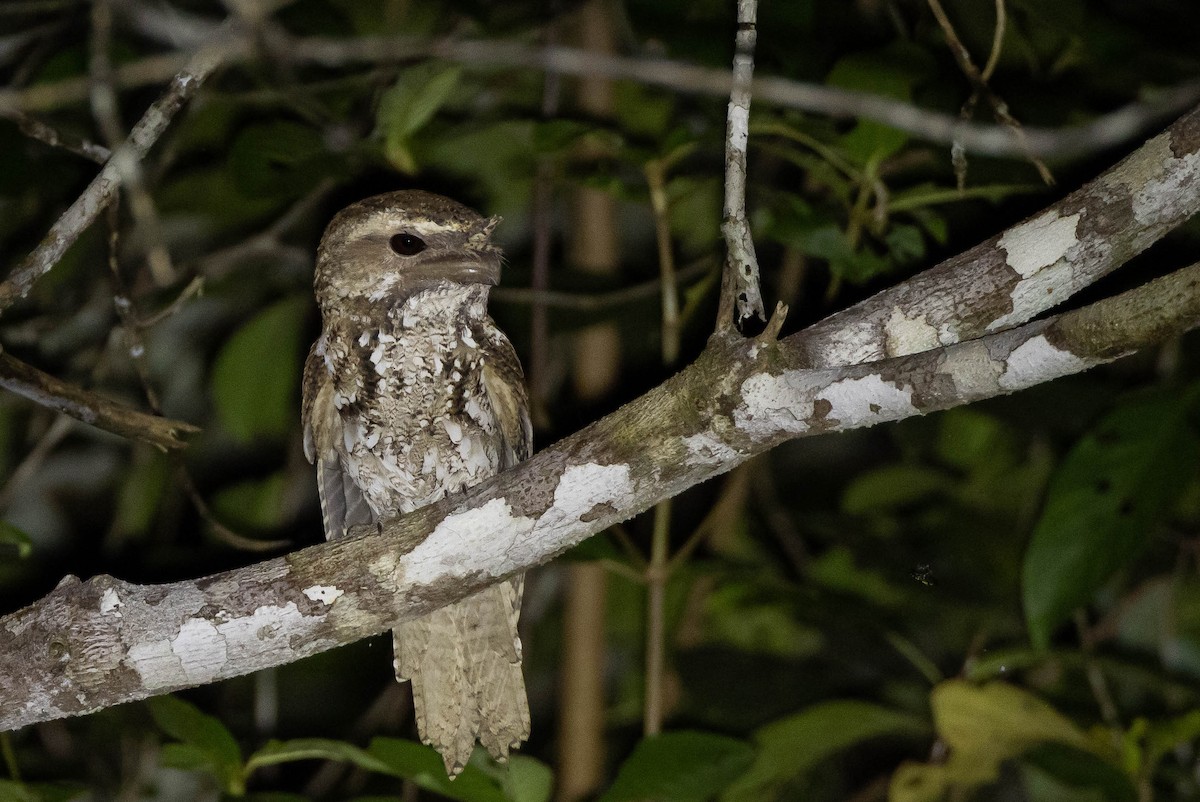 Yazılı Kocaağız [ocellatus grubu] - ML641202487