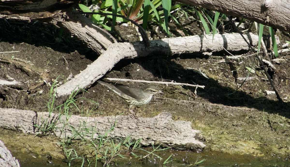Northern Waterthrush - ML641202505