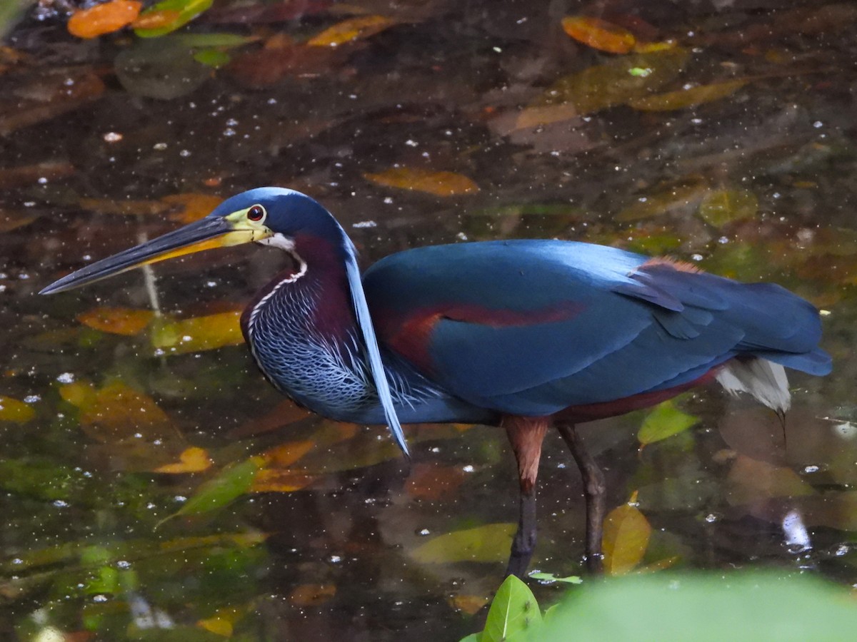 volavka agami - ML641202528