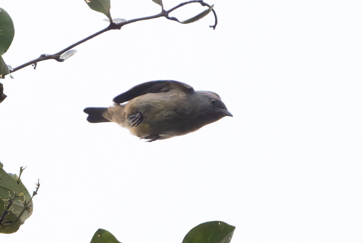 Plain-colored Tanager - ML641202534