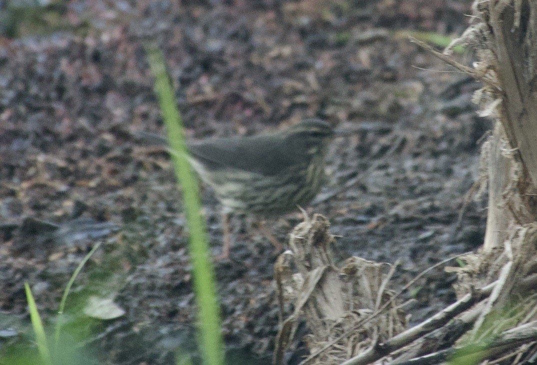 Northern Waterthrush - ML641202535