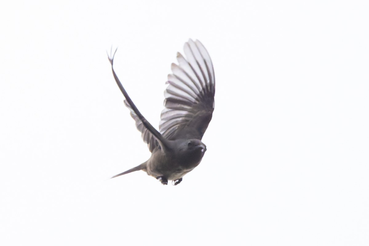 Plain-colored Tanager - ML641202542