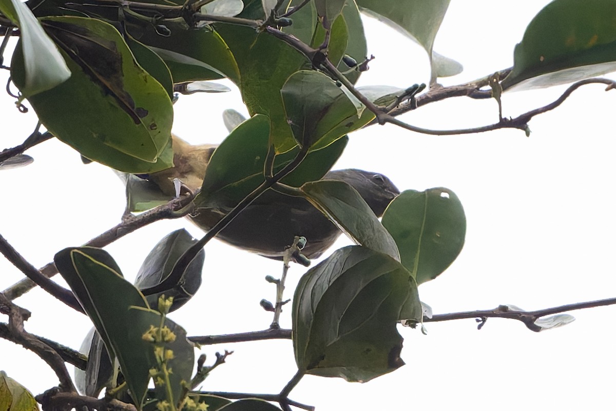 Plain-colored Tanager - ML641202543