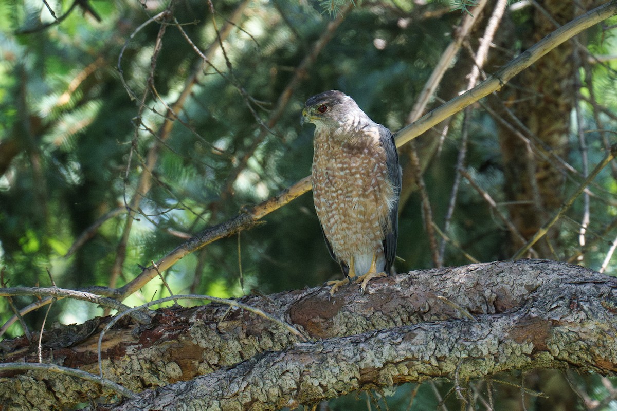 Cooper's Hawk - ML641202545