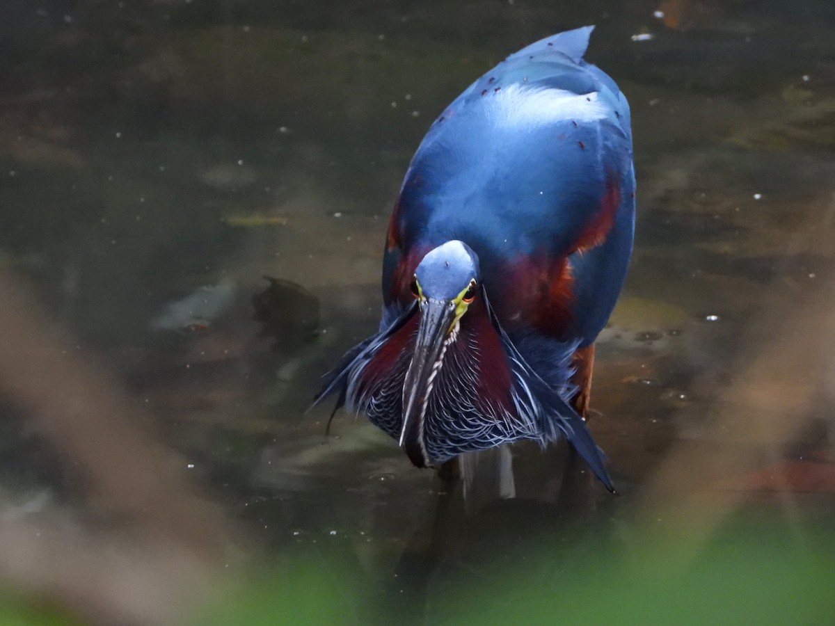 volavka agami - ML641202559