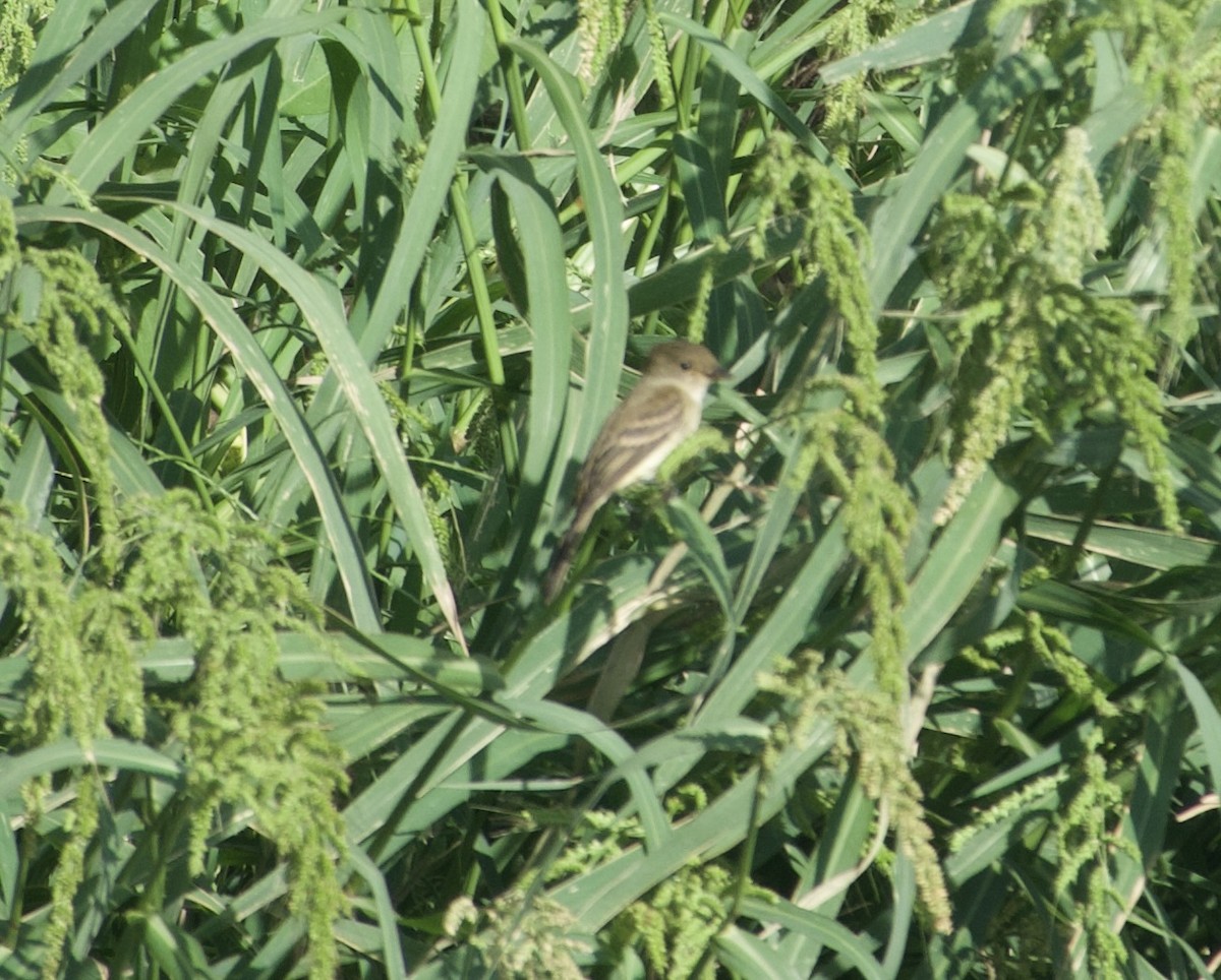 Willow Flycatcher - ML641202563