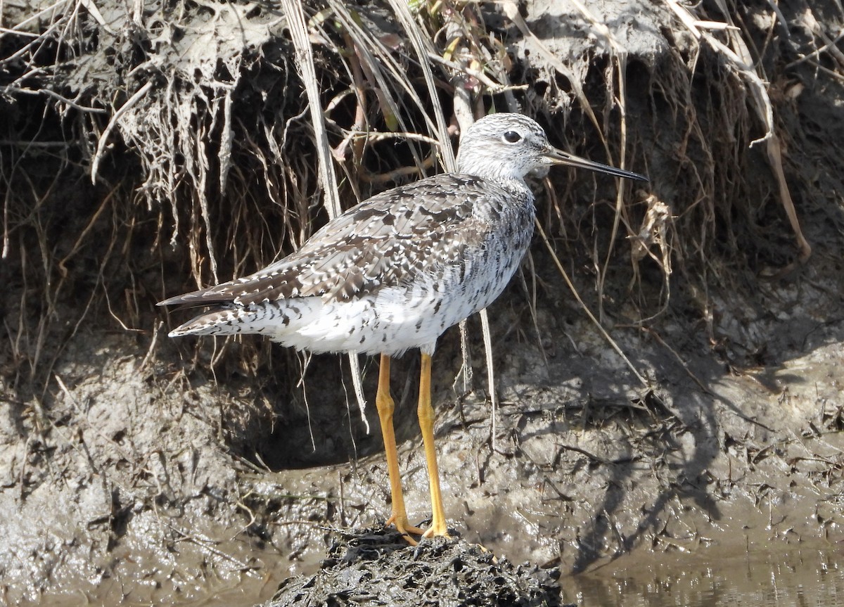 Greater Yellowlegs - ML641202576