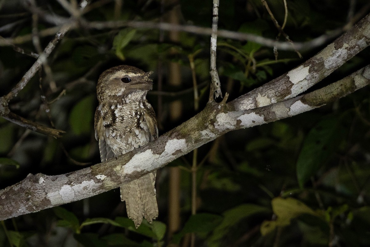 Yazılı Kocaağız [ocellatus grubu] - ML641202582